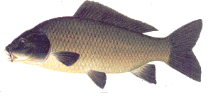 Common Carp